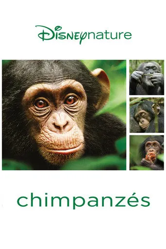 Affiche de Chimpanzés