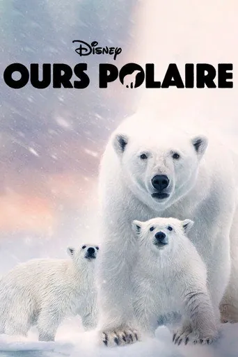 Affiche de Ours polaire