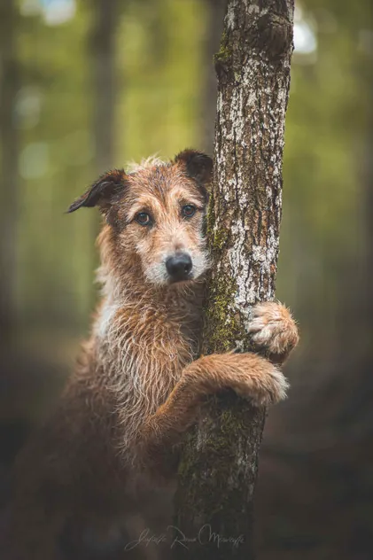 Portrait de Kodi