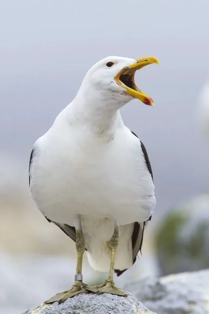 Portrait de Sully Seagull